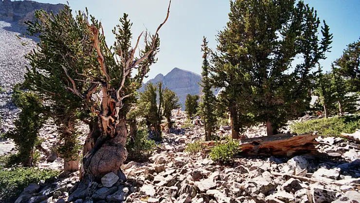 Kaliforniya'daki Bristlecone Çamları: Zamanın Ötesinde Bir Yaşam