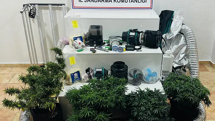 Kamp çadırında kenevir yetiştirdiler jandarmaya yakalandılar