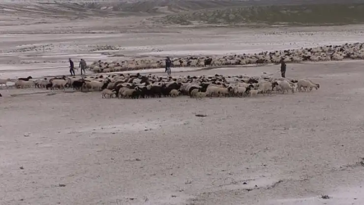 Kamyon devrildi 55 küçükbaş hayvan telef oldu