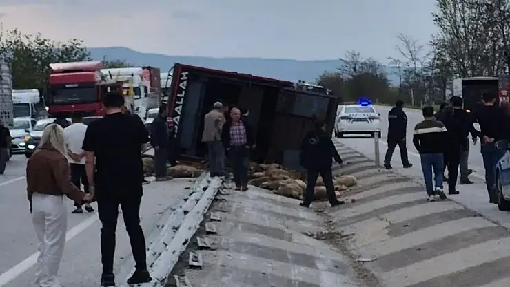 Kamyon devrildi 53 koyun telef oldu