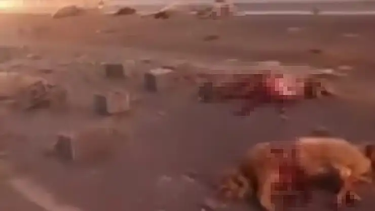 Kamyonet sürüye çarptı: 37 koyun telef oldu