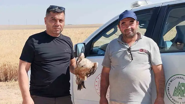 Kanlar içinde bulundu! Konya'da Bozkırın sessiz kahramanı böyle kurtarıldı