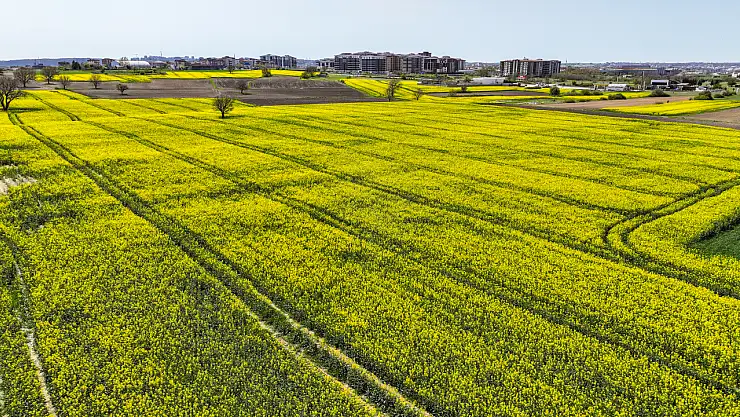 Kanola tarlaları sürücülere görsel şölen sunuyor