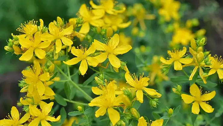 Kantaron bitkisi: Doğal iyileşmenin güçlü yolu