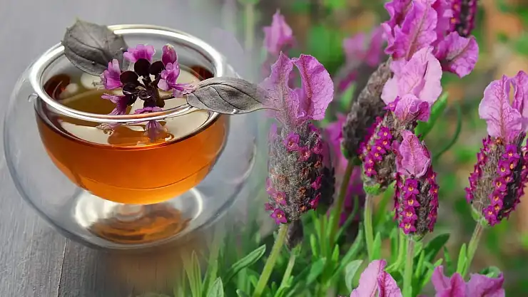 Karabaş otunun faydaları nelerdir? Karabaş otu en çok nerelerde yetişir?