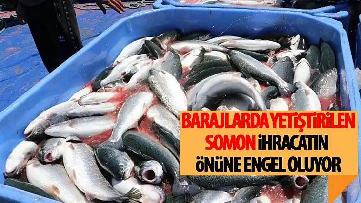 Karadeniz somonunun yükselen değeri ve ihracattaki zorluklar