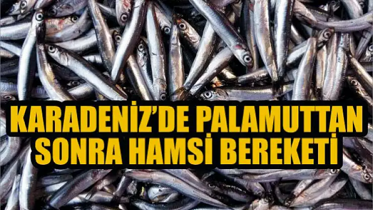 Karadeniz'de palamuttan sonra hamsi bereketi