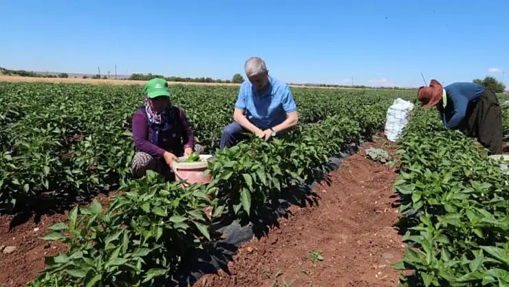 Karaman'da domates ve salatalığın kilosu 1 TL'den satılıyor
