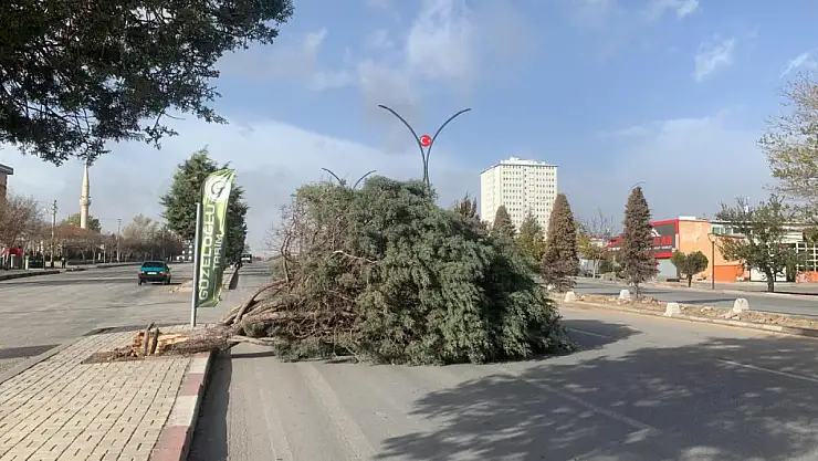 Karaman da rüzgâra teslim oldu! 50 kilometreye ulaşan kuvvetli rüzgar ağacı kökünden kırdı!