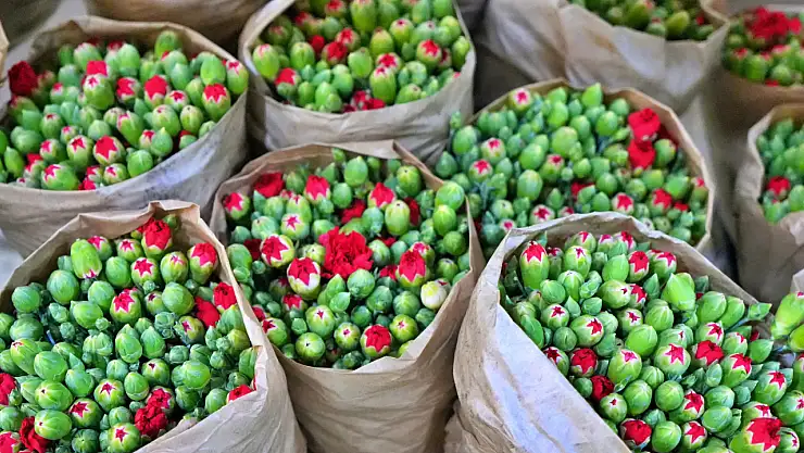 Karanfilden beklenti 10 Milyon dolar