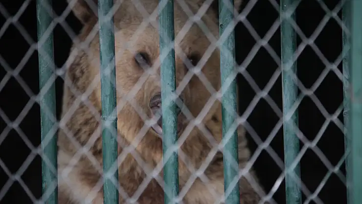 Karatay Belediyesi Hayvanat Bahçesinde 750 hayvan tedavi edildi