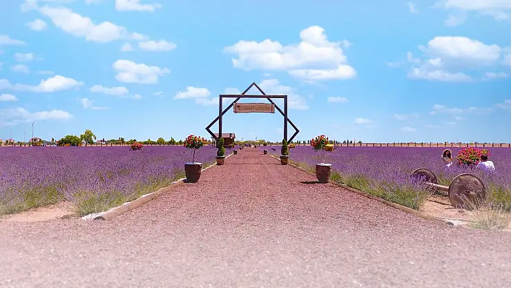 Karatay Lavanta Bahçesi 2 Temmuz'da kapılarını açıyor