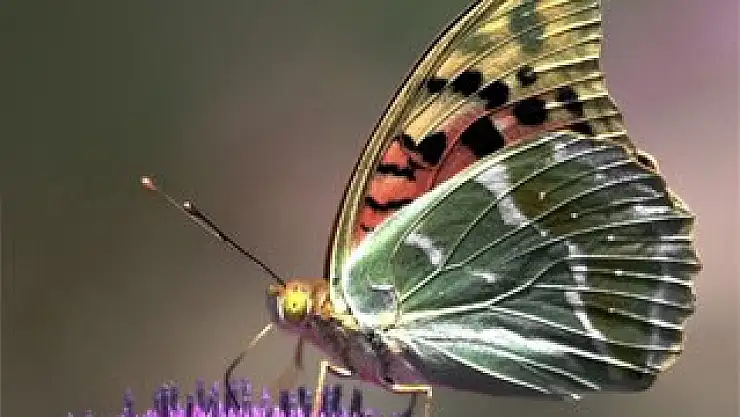 Kardinal Kelebek Göçü Başladı: Doğa Harikası Her Yıl Milyonları Büyülüyor