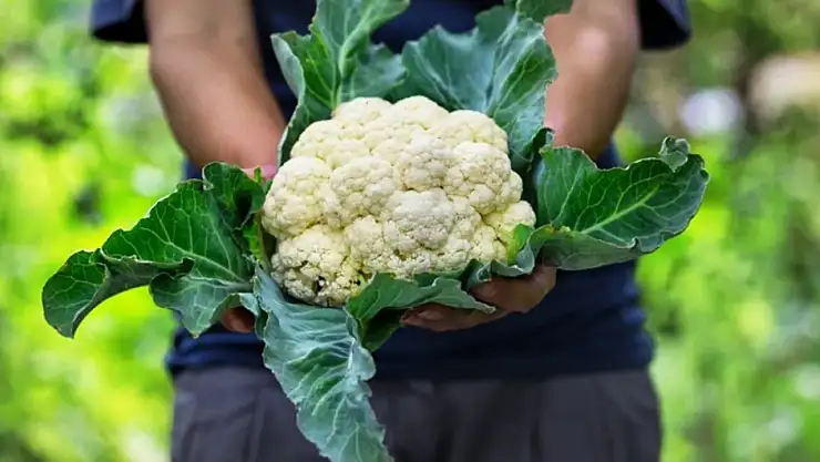 Karnıbaharın inanılmaz sağlık faydaları: Beslenme uzmanlarından öneriler