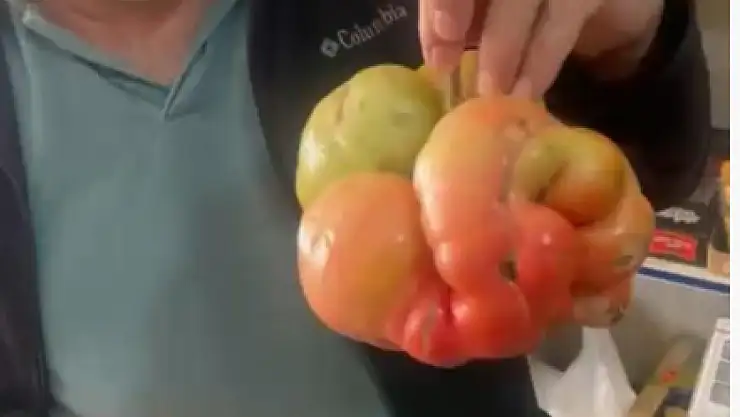 Karpuz büyüklüğündeki domatesi görenler gözlerine inanamadı!