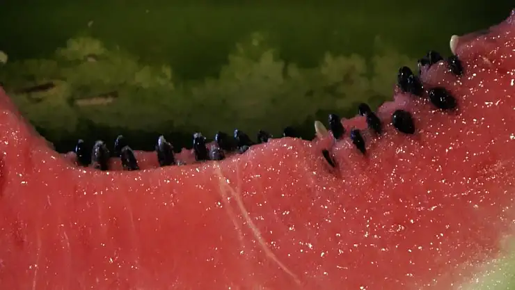 Karpuz çekirdeğini sakın atmayın! Tüketilmesi o hastalık için bire bir şifa!