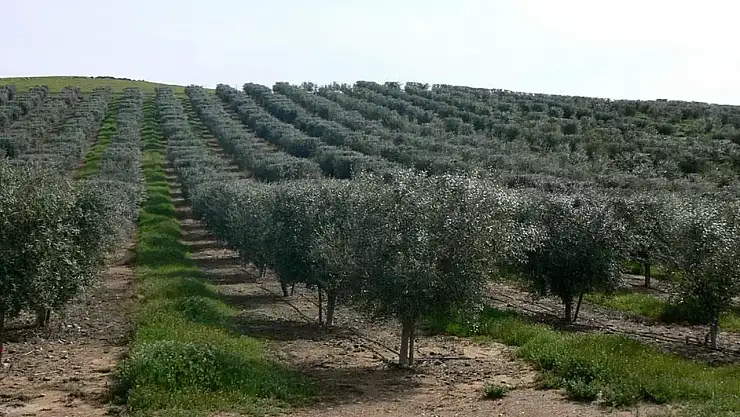 Kayıp Alzheimer hastası zeytinlik alanda ölü bulundu