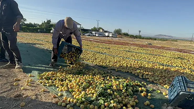 Kayısı hasadında hedef 750 milyon dolarlık ihracat