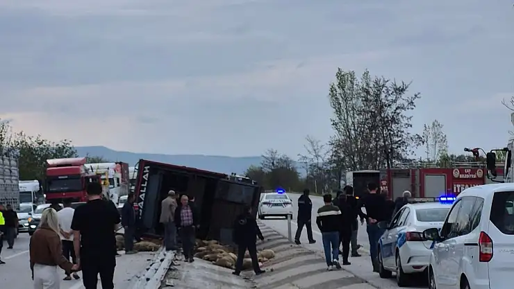 Kaza sonucu 53 koyun telef oldu