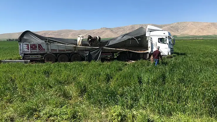 Kaza yapan tırdaki inekler yola dağıldı
