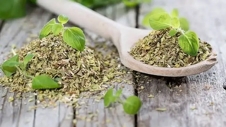 Kekik Suyu Nedir ve Nasıl Elde Edilir?