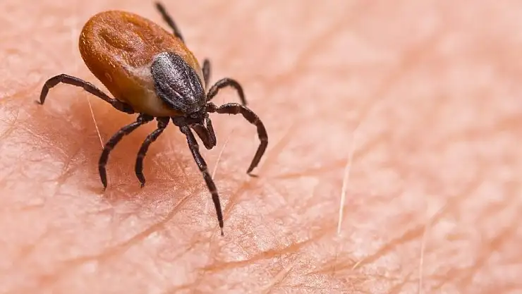 Kene can alamaya devam ediyor