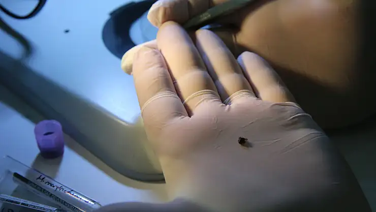 Kenelerin Taşıdığı Hastalık Etkenleri Çok Daha Fazla Olabilir