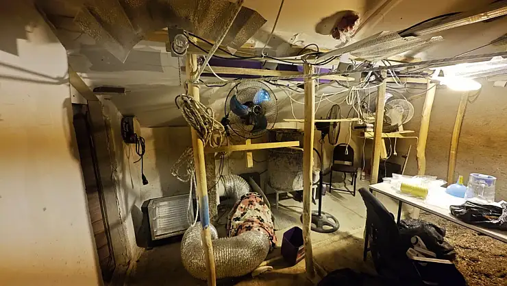 Kenevir yetiştirilen gizli seraya polis baskını: 1 tutuklama