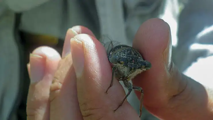 Keşfedilen böcek türüne eşinin ismini verdi