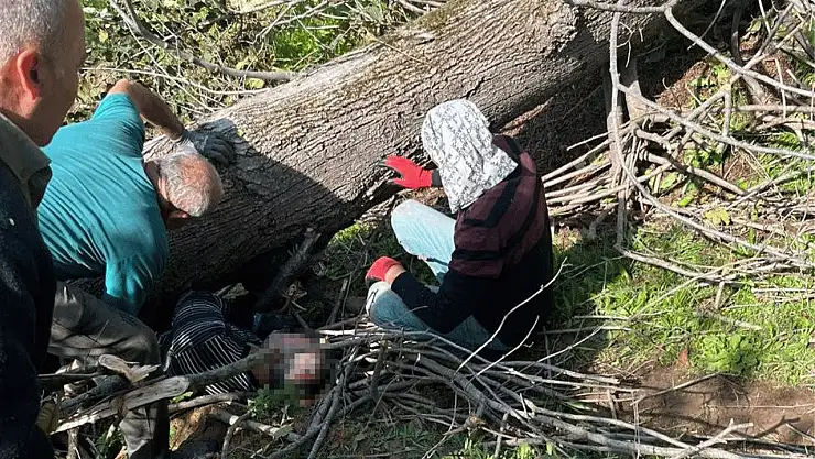 Kestiği ağacın altında kalarak can verdi