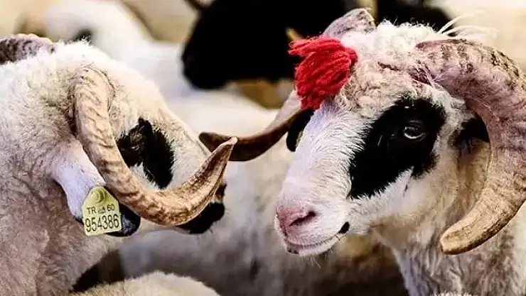  Kimler Kurban keser? Ailede kurban kime düşer? İşte detaylar…