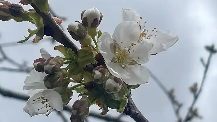 Kiraz ve vişnede çiçeklenme dönemi öncesi ilaçlama önerisi