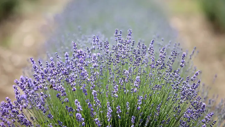 Kırklareli'nin Demircihalil köyünde lavanta tarlaları ziyaretçilere hazırlanıyor