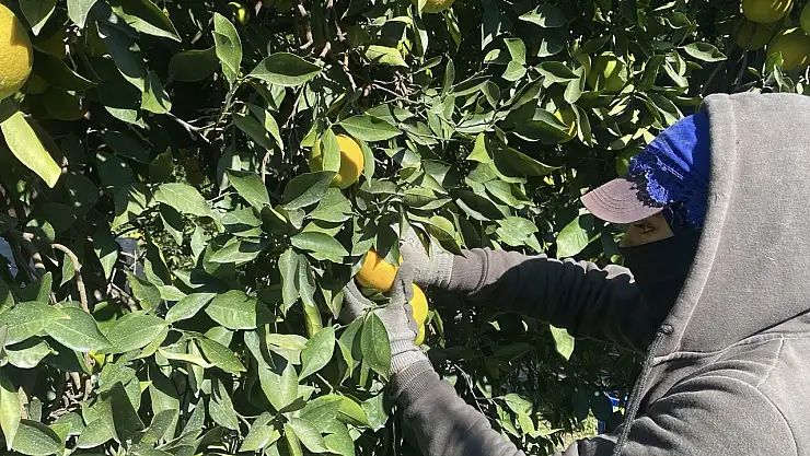 Kışın vazgeçilmezi narenciyede hasat başladı