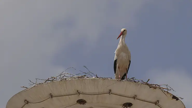 Kızılcahamam'da baharın habercisi: Leylekler yumurtalarını bekliyor