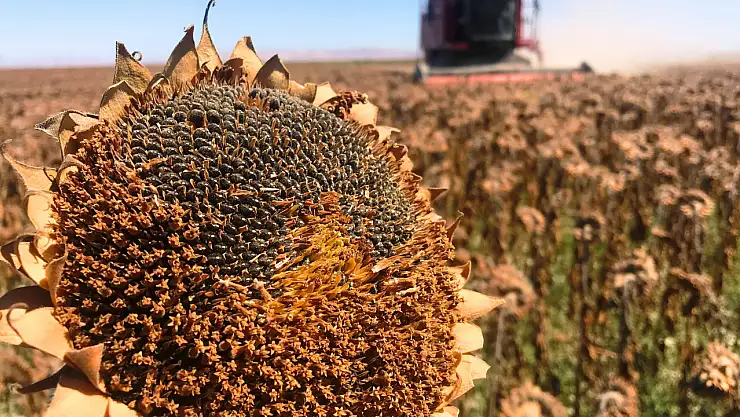 Konya bu alanda Türkiye'de ilk sırada!
