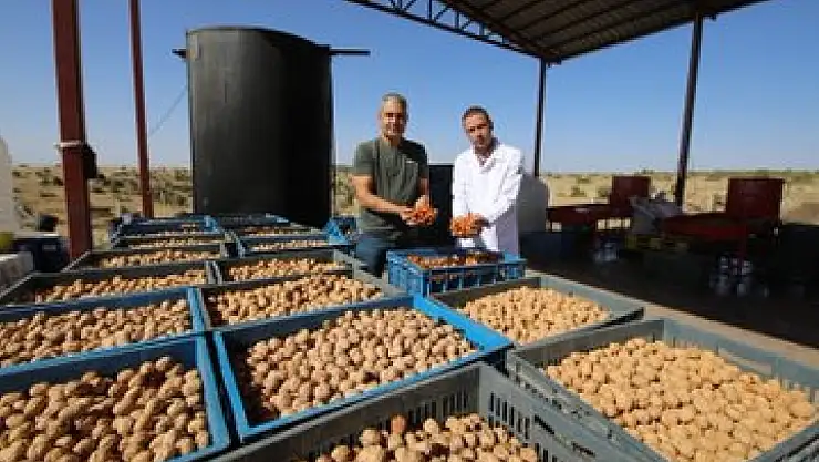 Konya Büyükşehir Belediyesi Ceviz Üreticileri İçin Destek Sağlıyor