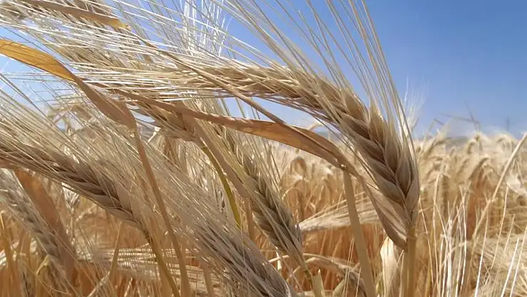 Konya çiftçisi kuraklığa karşı arpayı seçti