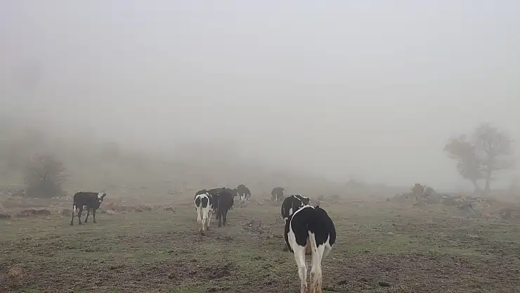 Konya'da 11 büyükbaş sırra kadem bastı! Jandarma operasyonuyla bulundu