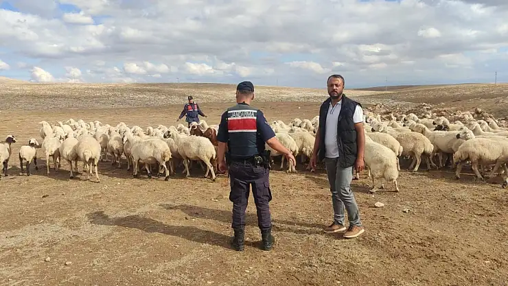 Konya'da 93 adet küçükbaş ortadan kayboldu! Jandarma harekete geçti
