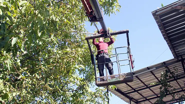 Konya'da ağaçtan düşme vakalarının önüne geçmek için cevizleri vinçle topluyorlar