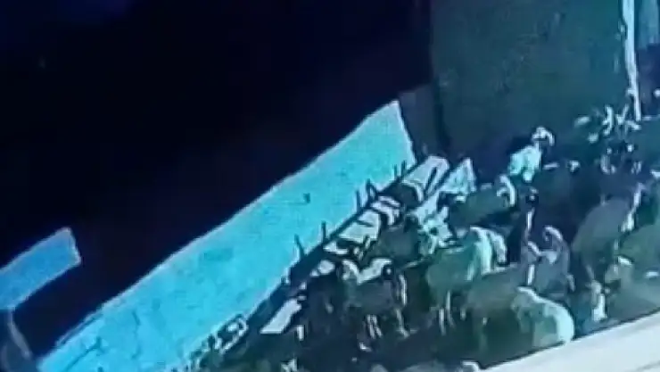 Konya'da ağıla giren kurt bir hayvanı telef etti!