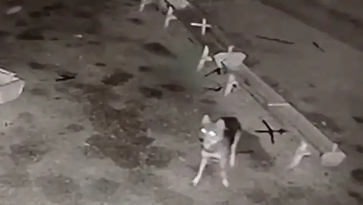 Konya'da ağıla giren kurt, katliam yaptı!