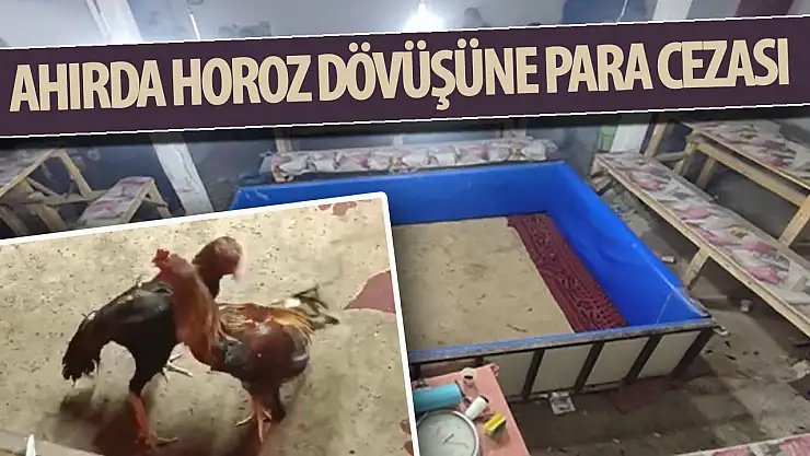 Konya'da ahırda horoz dövüşüne para cezası!