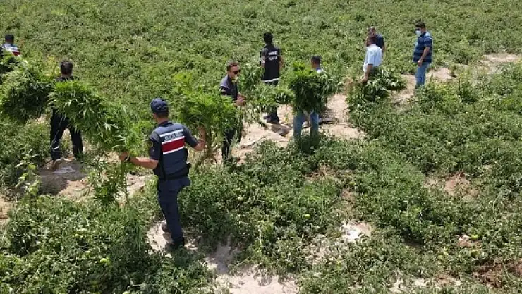 Konya'da avukatın çiftliğinde Hint keneviri bulunmuştu: Cezaları belli oldu!