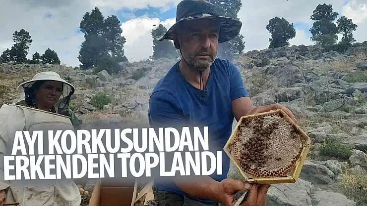 Konya'da ayı korkusundan ballar erken hasat edildi!