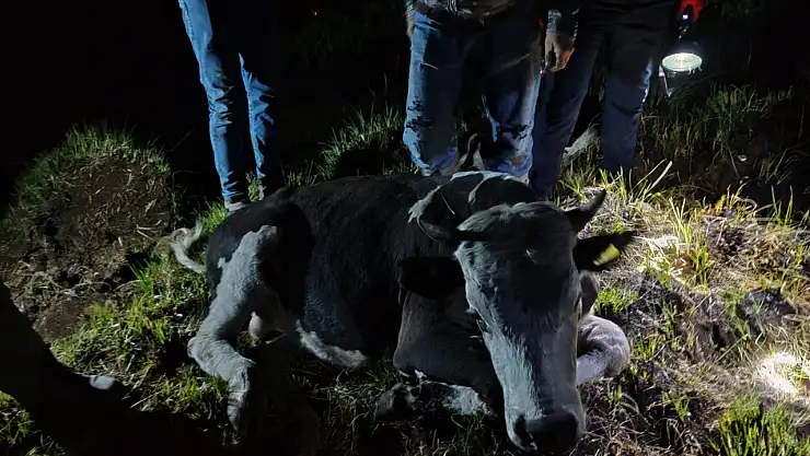 Konya'da bataklığa saplanan ineğin yardımına itfaiye koştu