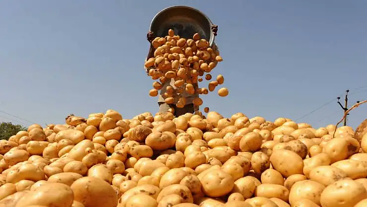 Konya'da belediye ücretsiz patates dağıtacak! İşte yeri ve tarihi...