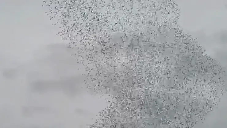 Konya'da binlerce sığırcığın sabah dansı büyüledi