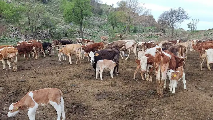 Konya'da bu mahallelere canlı hayvan girişi yasaklandı